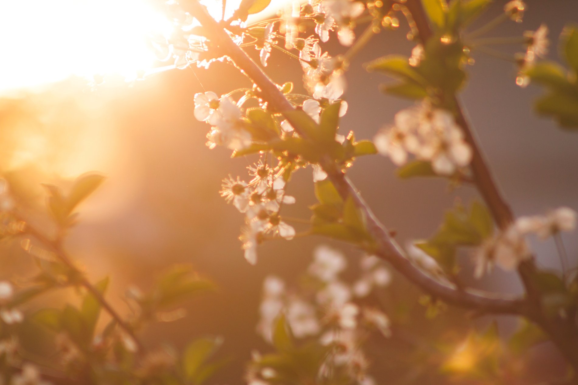 White Petaled Tree during Daytime